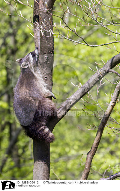 Waschbr / northern raccoon / MBS-09412