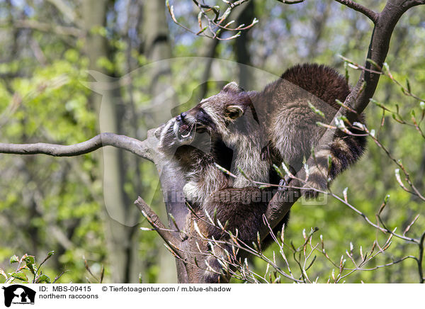 Waschbren / northern raccoons / MBS-09415
