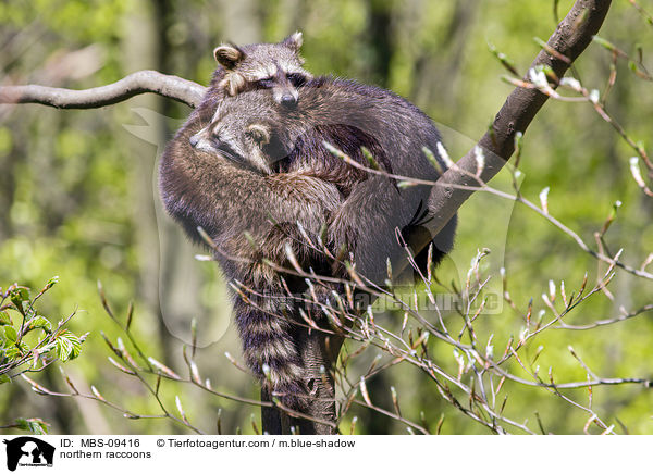 Waschbren / northern raccoons / MBS-09416