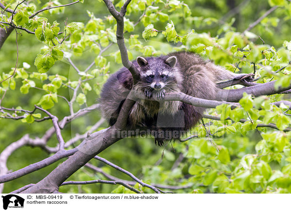 Waschbren / northern raccoons / MBS-09419