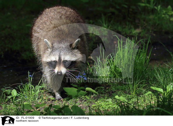 Waschbr / northern raccoon / FL-01909