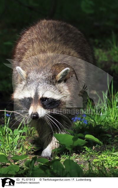Waschbr / northern raccoon / FL-01913