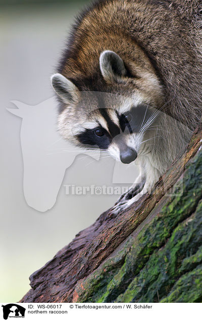 Waschbr / northern raccoon / WS-06017