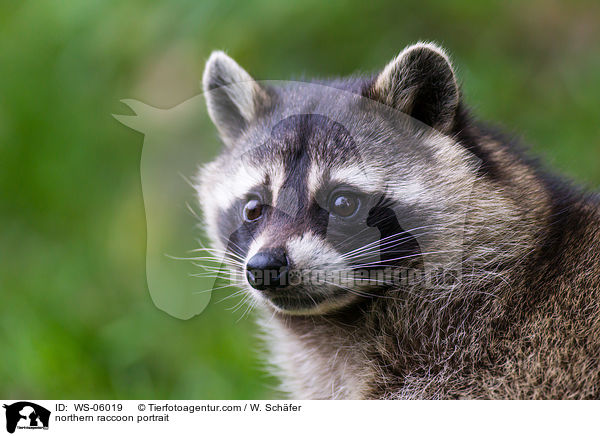 Waschbr Portrait / northern raccoon portrait / WS-06019