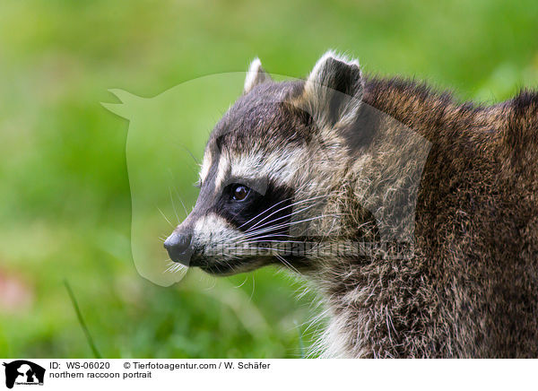 Waschbr Portrait / northern raccoon portrait / WS-06020