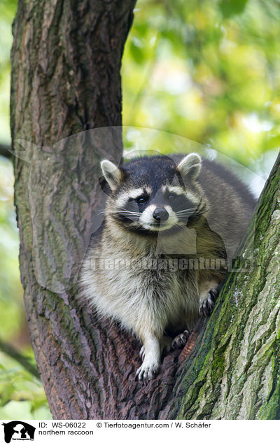 northern raccoon / WS-06022