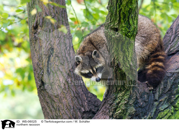 Waschbr / northern raccoon / WS-06025