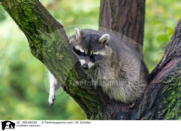 Waschbr / northern raccoon / WS-06026