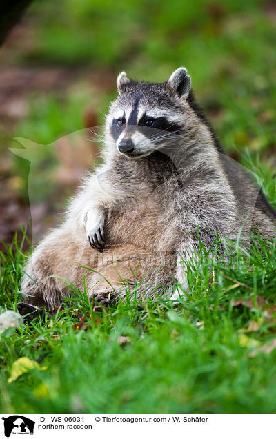 Waschbr / northern raccoon / WS-06031