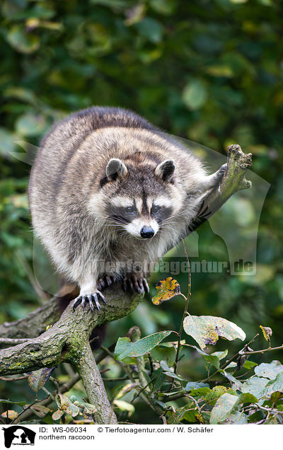 Waschbr / northern raccoon / WS-06034