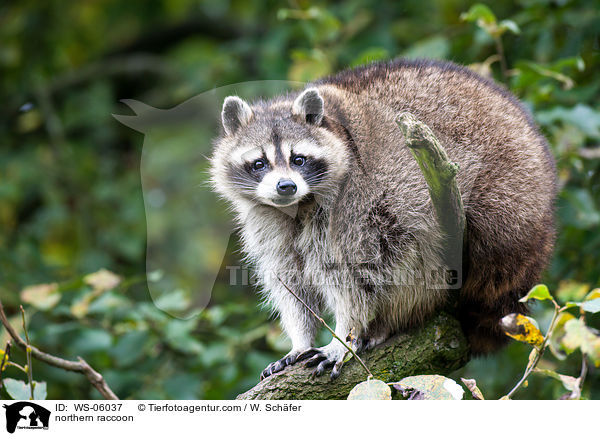 Waschbr / northern raccoon / WS-06037