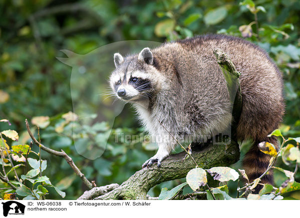 Waschbr / northern raccoon / WS-06038