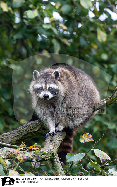 Waschbr / northern raccoon / WS-06039