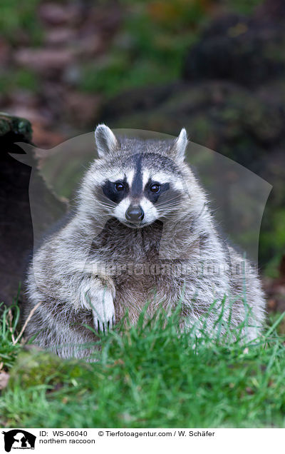 Waschbr / northern raccoon / WS-06040