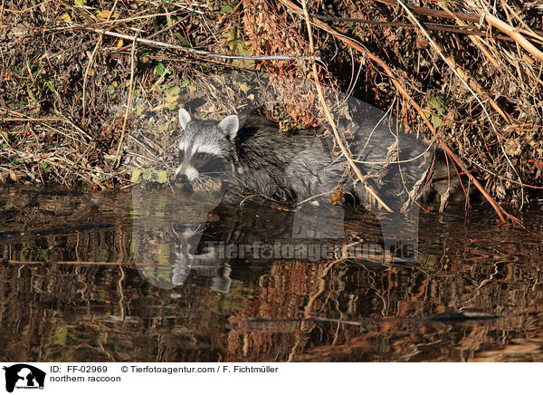 Waschbr / northern raccoon / FF-02969