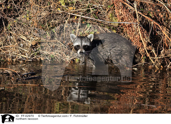 Waschbr / northern raccoon / FF-02970