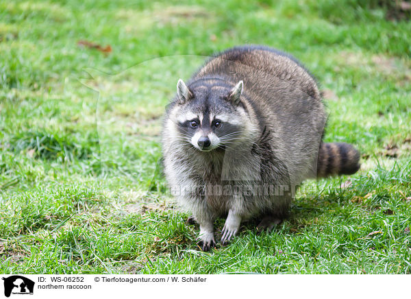 Waschbr / northern raccoon / WS-06252