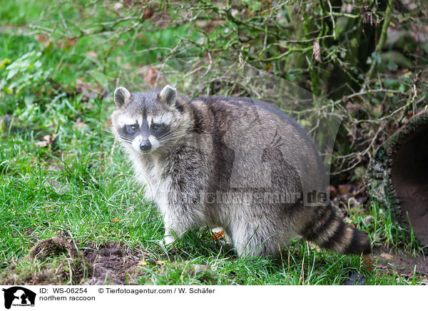 Waschbr / northern raccoon / WS-06254