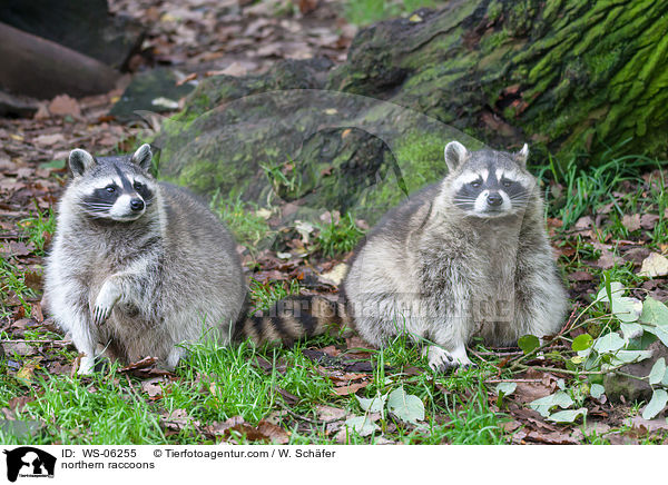 Waschbren / northern raccoons / WS-06255