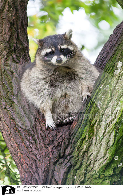 northern raccoon / WS-06257