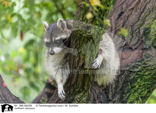 Waschbr / northern raccoon / WS-06258