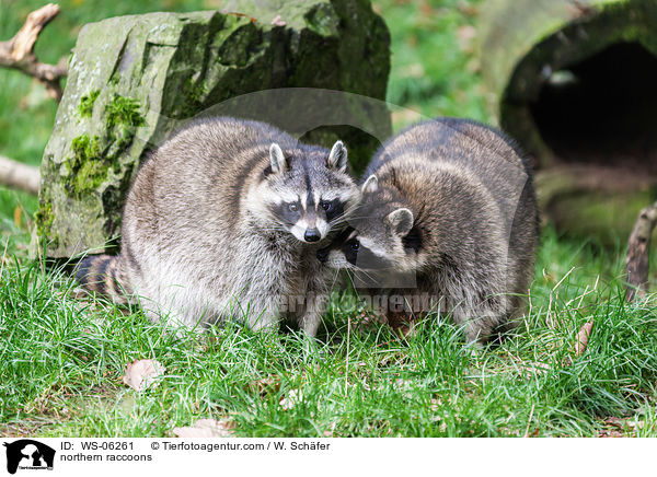 Waschbren / northern raccoons / WS-06261