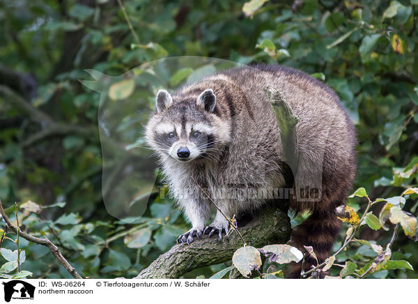 Waschbr / northern raccoon / WS-06264