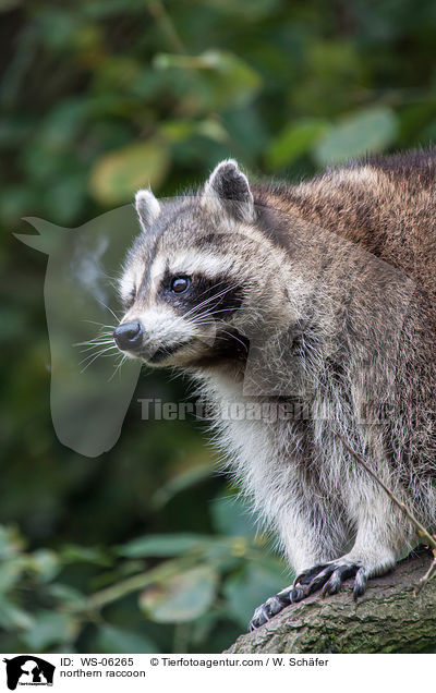 Waschbr / northern raccoon / WS-06265