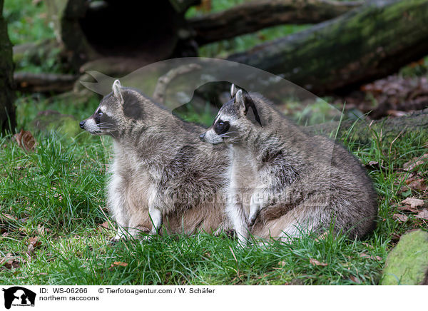 Waschbren / northern raccoons / WS-06266