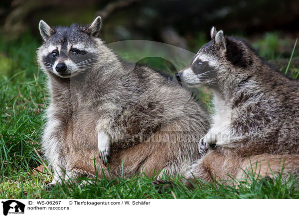 Waschbren / northern raccoons / WS-06267