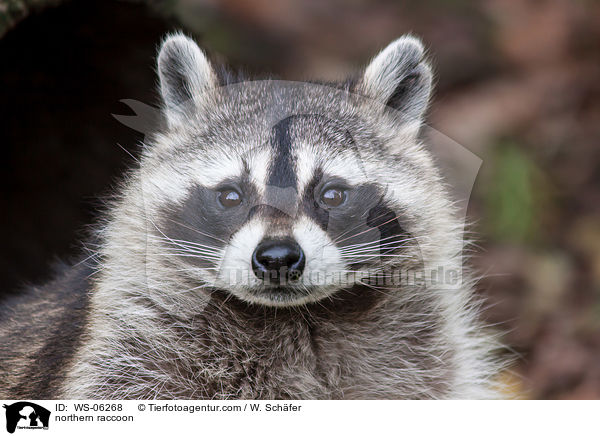 Waschbr / northern raccoon / WS-06268