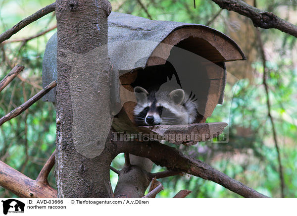 Waschbr / northern raccoon / AVD-03666