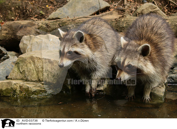 Waschbren / northern raccoons / AVD-03736