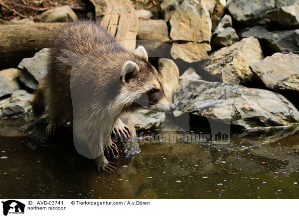 Waschbr / northern raccoon / AVD-03741