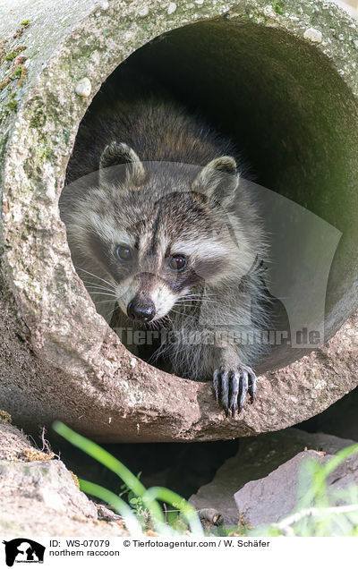 Waschbr / northern raccoon / WS-07079