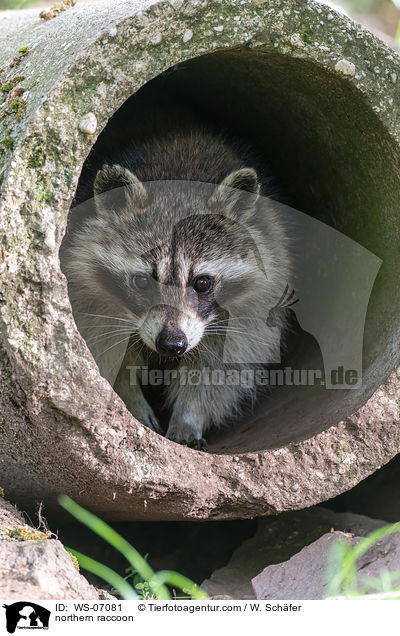 Waschbr / northern raccoon / WS-07081