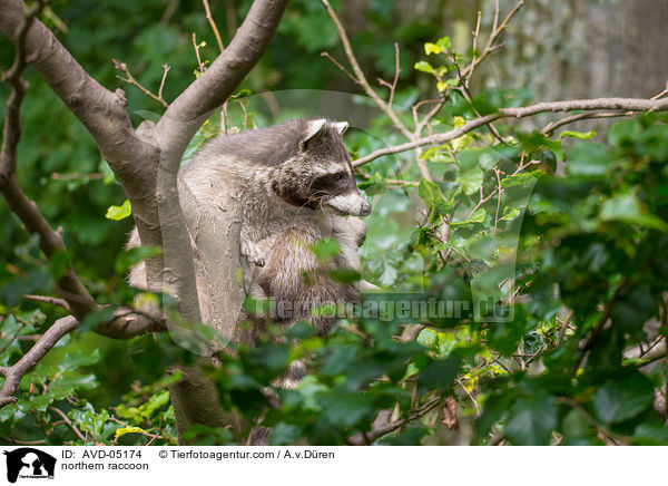 Waschbr / northern raccoon / AVD-05174