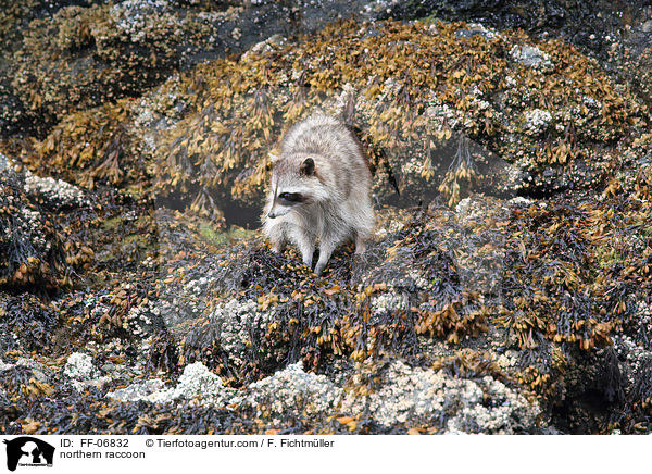 Waschbr / northern raccoon / FF-06832