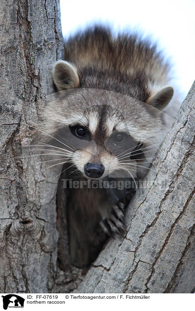 Waschbr / northern raccoon / FF-07619
