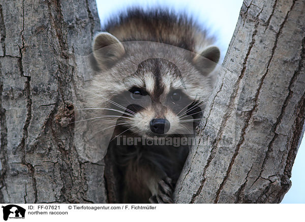Waschbr / northern raccoon / FF-07621