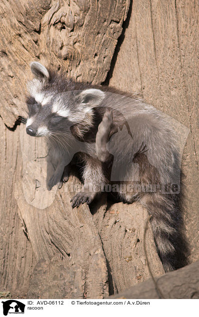 Waschbr / racoon / AVD-06112
