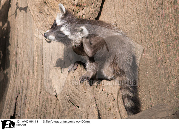 Waschbr / racoon / AVD-06113