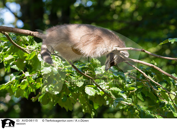 Waschbr / racoon / AVD-06115