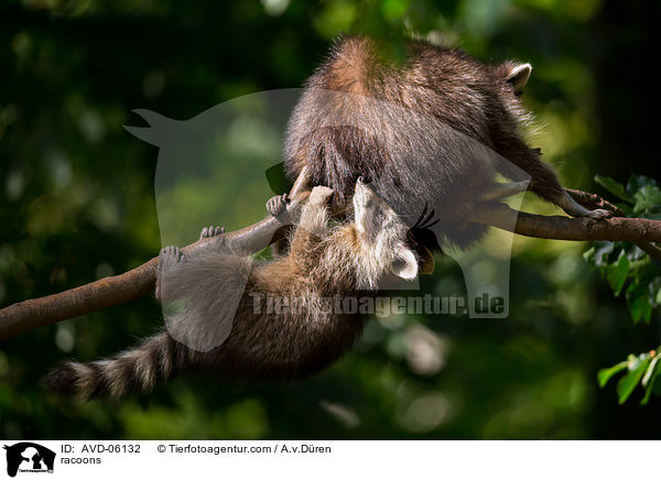 Waschbren / racoons / AVD-06132