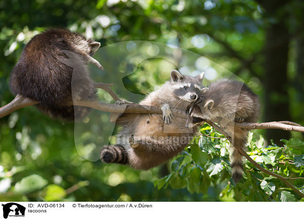 Waschbren / racoons / AVD-06134