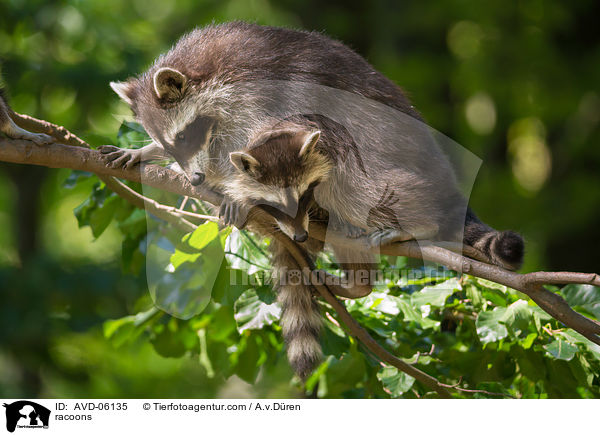 Waschbren / racoons / AVD-06135