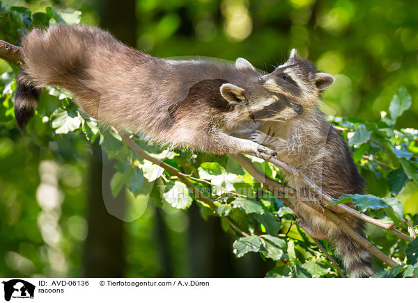Waschbren / racoons / AVD-06136