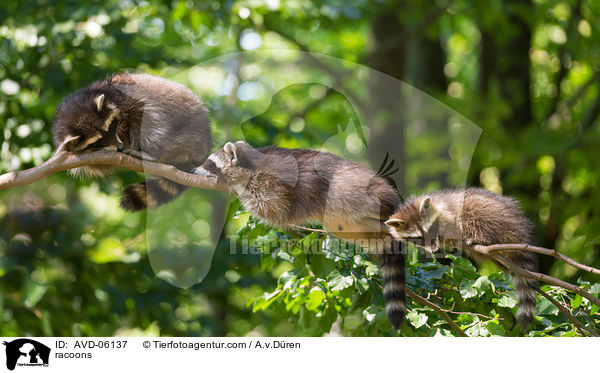 Waschbren / racoons / AVD-06137