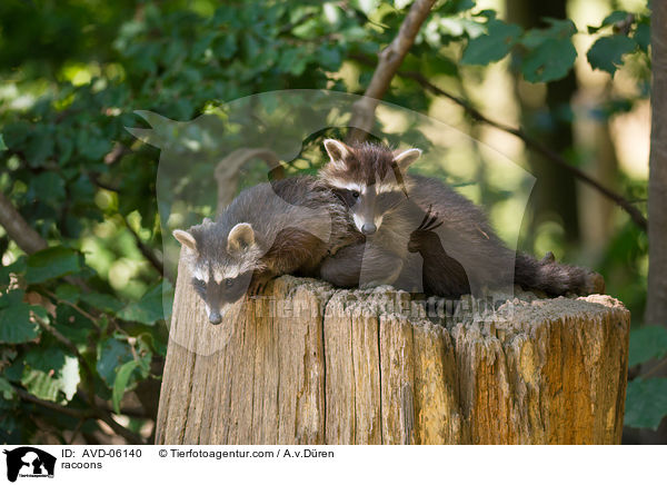 Waschbren / racoons / AVD-06140