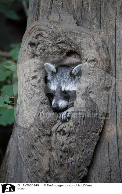 Waschbr / racoon / AVD-06149